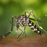 Kenali Gejala Demam Berdarah Dengue yang Perlu Diwaspadai 