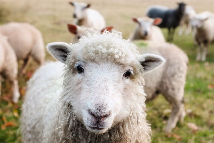 Bulu domba merupakan bahan hasil sampingan dari peternakan yang digunakan untuk keperluan tekstil