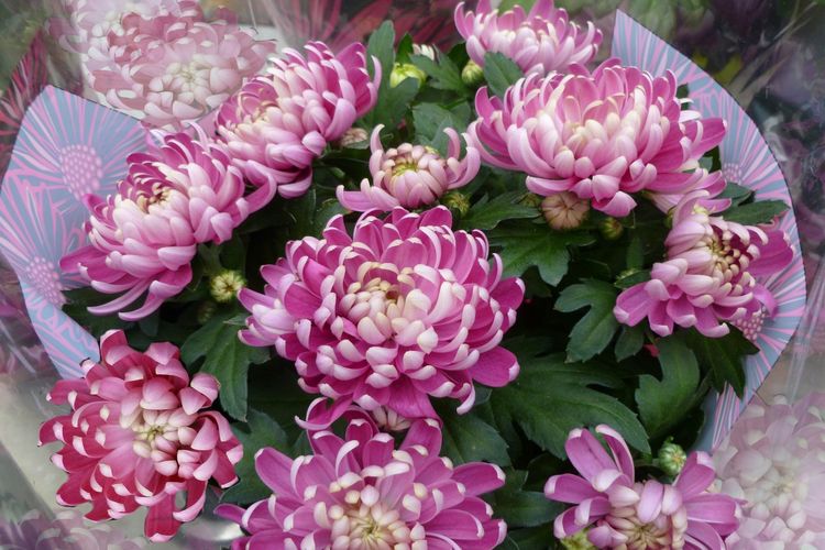 Ilustrasi buket bunga krisan potong. 