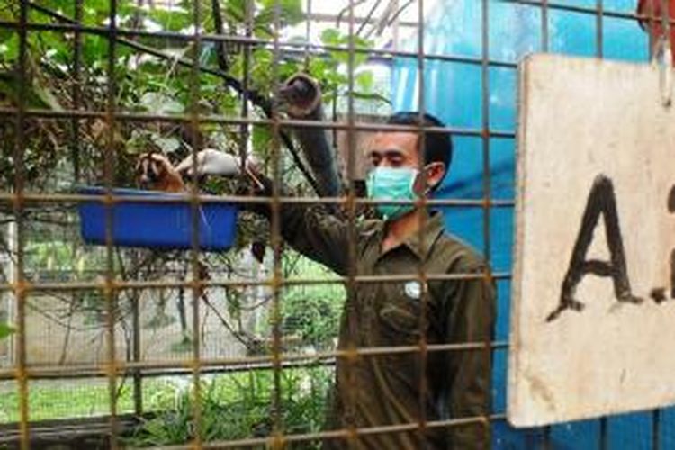 Seorang petugas kandang sedang memeriksa seekor kukang untuk mengecek kondisi fisik hewan tersebut, di Pusat Rehabilitasi Satwa IAR, Ciapus, Bogor, Kamis (20/03/2014).