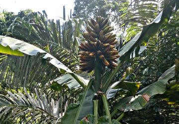 Tingkatkan Nilai Ekonomis, Akademisi Pattimura Kembangkan Pisang Tongka Langit