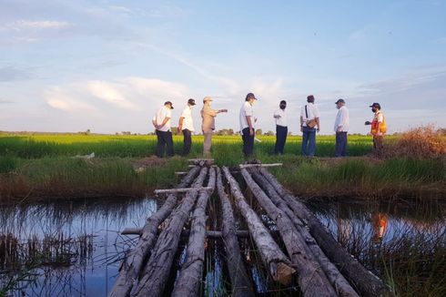 Kementan Klaim Proyek Food Estate di Kalteng Sukses