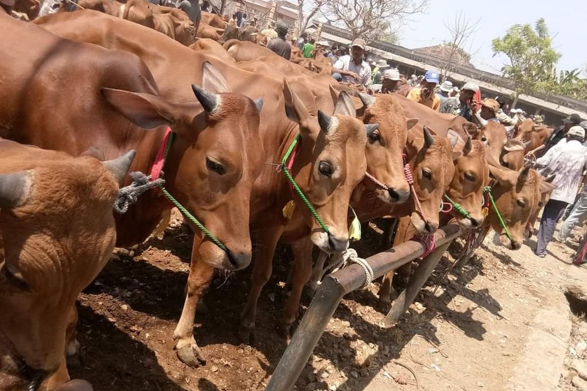 Pedagang sapi kurban di Kabupaten Sumenep, Jawa Timur, Selasa (5/7/2022). 
