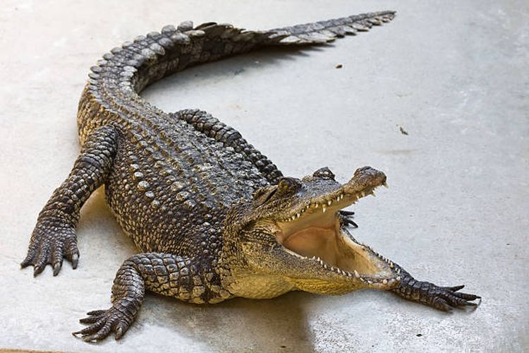 Dikira Patung, Turis di Filipina Malah Digigit Buaya Asli