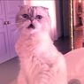 5 Hewan Peliharaan Terkaya di Dunia, Kucing Taylor Swift Punya Harta Rp 1,5 Triliun