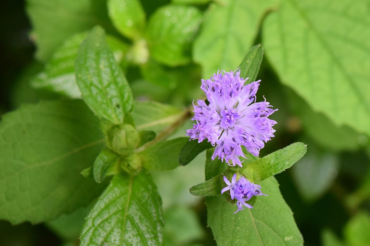 Ilustrasi gulma bandotan atau babandotan.