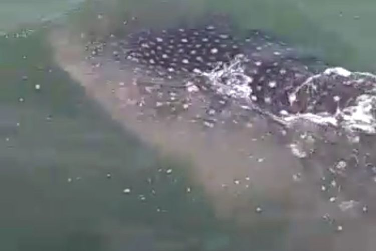 Seekor hiu tutul muncul di laut utara Kabupaten Tangerang, Banten, Rabu (11/11/2020). Penampakan hiu tersebut terekam oleh video nelayan dan viral di media sosial.