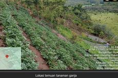 Balai Besar TN Kerinci Seblat Bantah Ladang Ganja Berada Dalam Taman