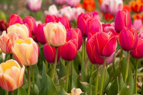 Mengenal Makna Bunga Tulip Berdasarkan Warnanya