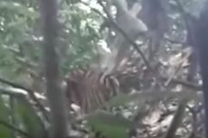 Sedang Mencari Burung, Dua Pria Malah Bertemu Harimau Sumatera