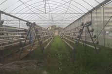 Lesunya Pertanian di Rusun Marunda dan Greenhouse yang Tak Terurus