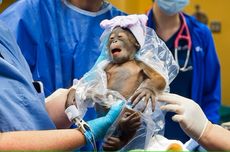 Bayi Orangutan Kalimantan Lahir di Kebun Binatang Florida AS