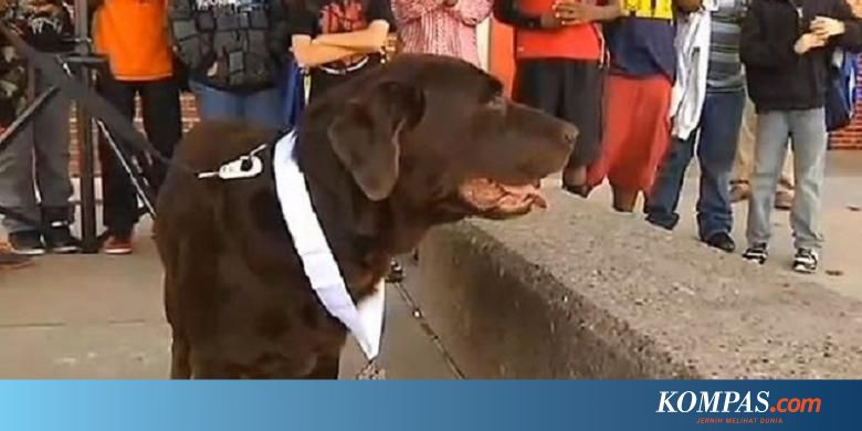 Jenis Anjing Peliharaan Perlihatkan Kesejahteraan Ekonomi Jenis Anjing Peliharaan Perlihatkan Kesejahteraan Ekonomi