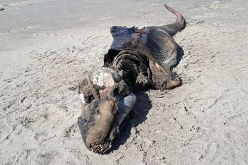 Bangkai Makhluk Misterius di Pantai Wales Bingungkan Ahli, Apa Itu?