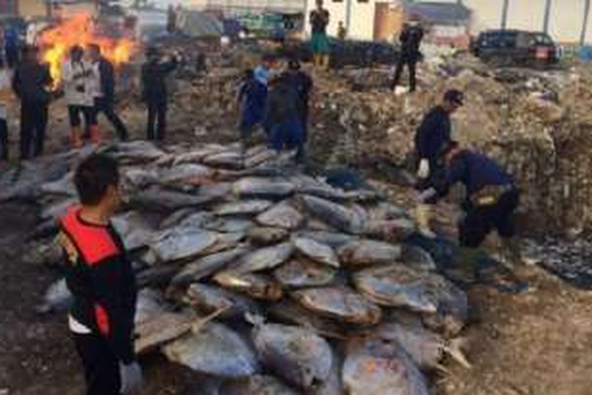 Pemusnahan 14 ton ikan Semar Opah yang menggunakan formalin. 
