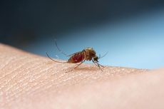 Cara Mudah Mengusir Nyamuk dengan Bahan Alami