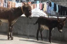 Polisi India Bekuk Geng Pencuri Keledai