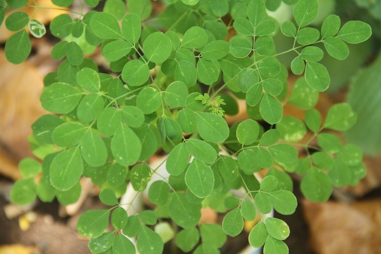 Ilustrasi daun kelor, pohon kelor. 