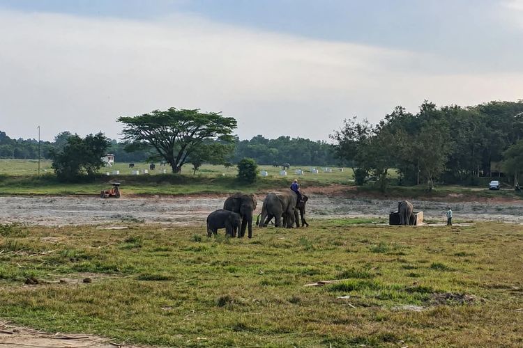 Konflik Gajah di Way Kambas Kian Mendesak, Warga Rela Hibahkan Tanah demi Tanggul