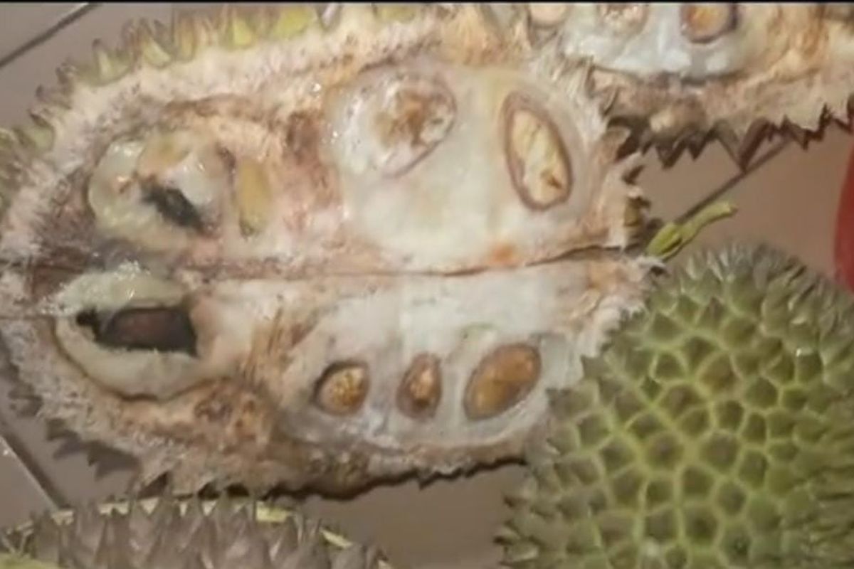 Contoh durian mentah dan busuk yang diunggah di akun TikTok oleh pembeli