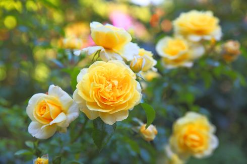 4 Fakta Menarik Bunga Mawar, Bisa Dikonsumsi dan Punya Banyak Arti