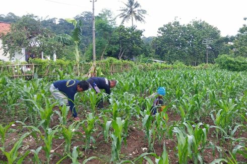 60 Hektar Lahan Pertanian Dibuka di Pulau Nusakambangan, Dikelola Napi