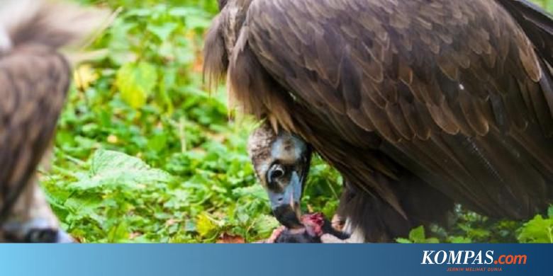Lebanon Tangkap Burung Nasar Karena Dikira Mata Mata Israel