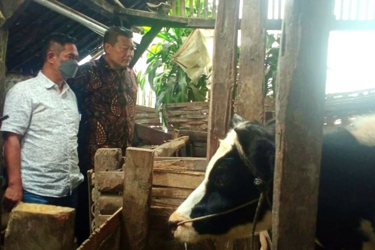 Wakil Bupati Malang, Didik Gatot Subroto dan Ketua DPRD Kabupaten Malang, Darmadi saat meninjau sapi milik peternak di Kecamatan Pujon, Minggu (12/6/2022).