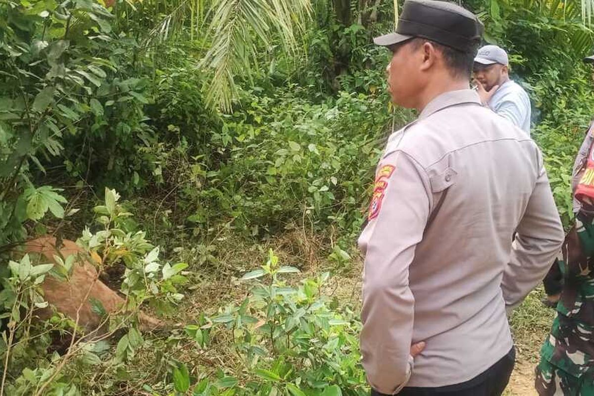 Harimau Kembali Masuk ke Perkebunan, Terkam Sapi Milik Petani Aceh Timur