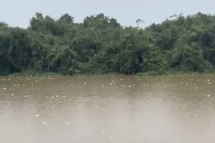 Bangkai Ikan Mas Penuhi Sungai Mempawah hingga Picu Bau Busuk, Warga Bantaran Takut Gunakan Air