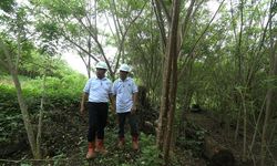 BJA Group Tanam 20 Juta Pohon Gamal, Transisi Energi lewat Biomassa Berkelanjutan