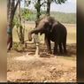Video Viral Seekor Gajah Gunakan Belalainya Memompa Air Sumur