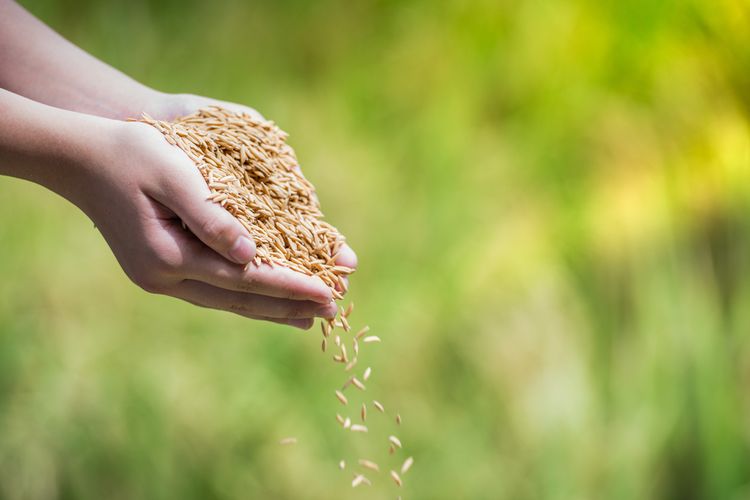 Ilustrasi padi, benih padi. Salah satu cara menyeleksi benih padi adalah dengan menggunakan air garam.