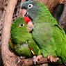 4 Cara Melatih Burung Lovebirds agar Tenang