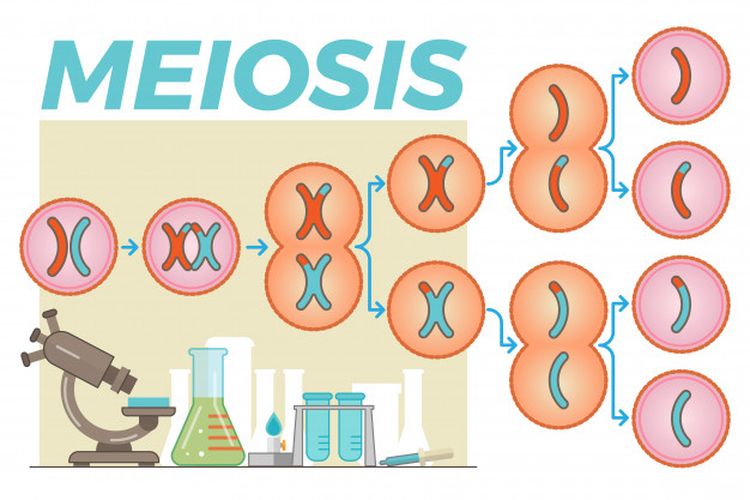 Mengapa pembelahan meiosis sangat berpengaruh dalam pertumbuhan dan perkembangan organisme