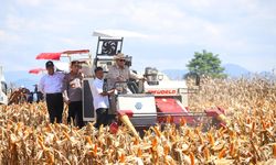 Produksi Jagung Nasional 2025 Naik 9,34 Persen, Capai 16,55 Juta Ton