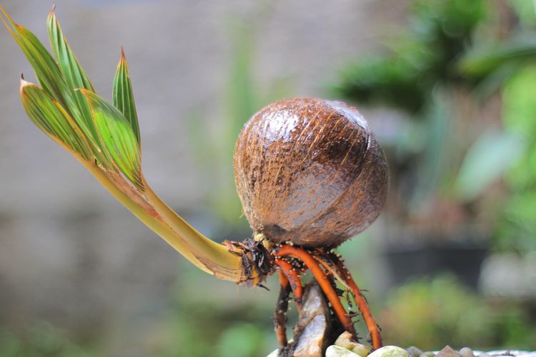 Ilustrasi bonsai kelapa. 