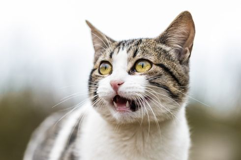 Hidung Kucing Beringus, Apakah Ini Normal?