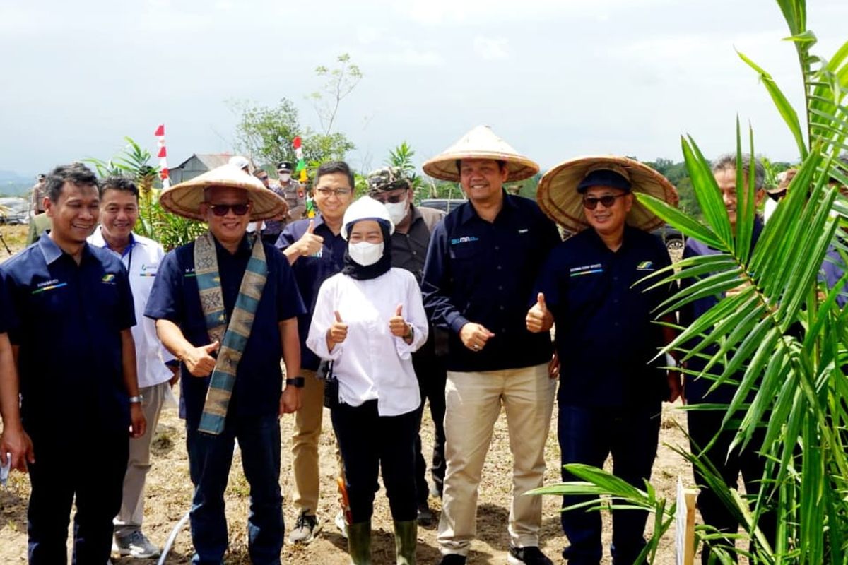 PTPN Group memulai proses budidaya kelapa sawit di Enrekang, Sulsel. 