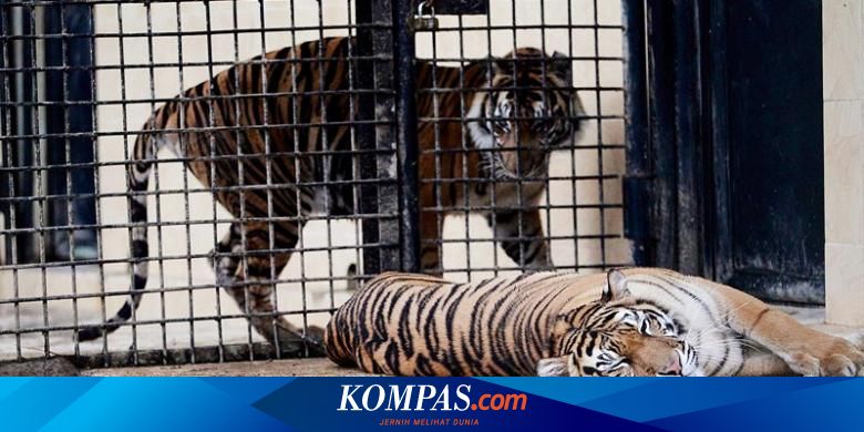 Harimau Sumatera Tapete