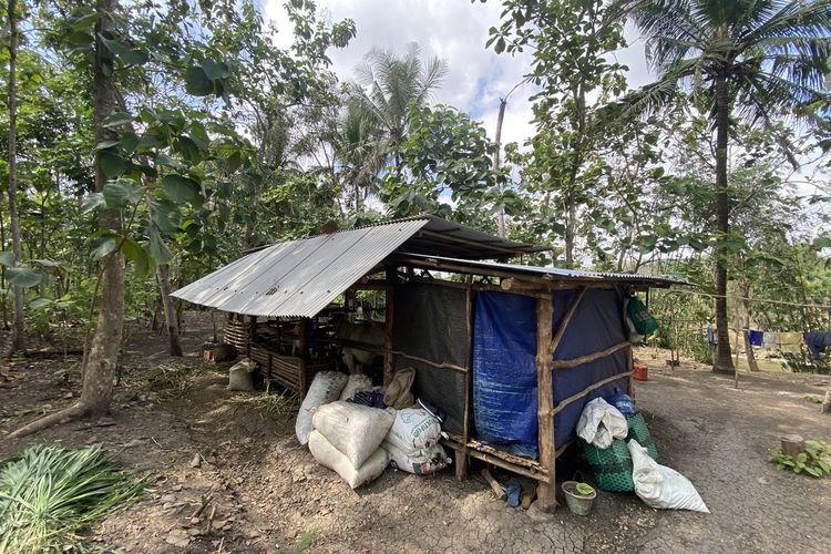 Keluarga Tinggal bersama Sapi dan Kambing di Kapanewon Nglipar, Gunungkidul