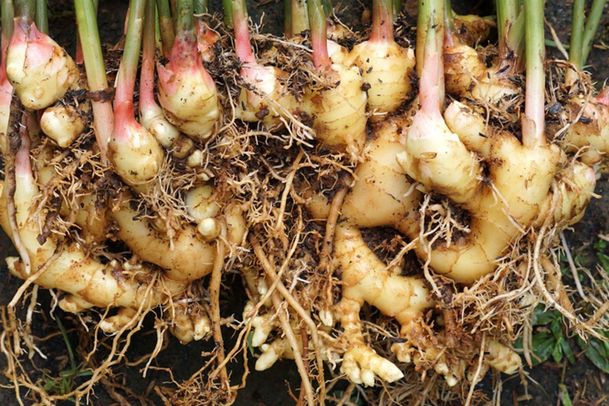 Ilustrasi jahe, menanam jahe, menanam tanaman obat. 