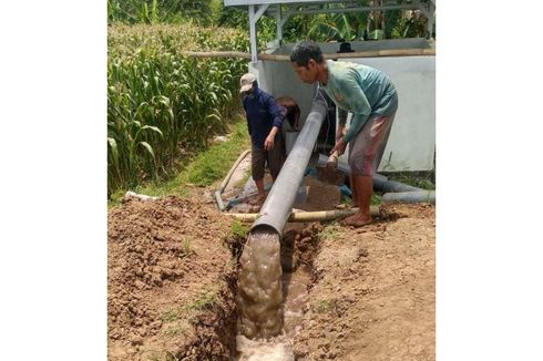 Jadi Salah Satu Komoditas Unggulan, BRI Beri Dukungan Kepada Petani Jagung