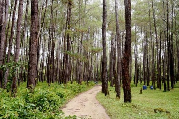 Hutan Pinus Samparona merupakan daerah wisata yang kerap menjadi tempat foto prawedding dan fotoselfie oleh para pengunjung. Hutan Pinus Samparona ini berada di Kecamatan Sorawolio, Kota Baubau, Sulawesi Tenggara. 