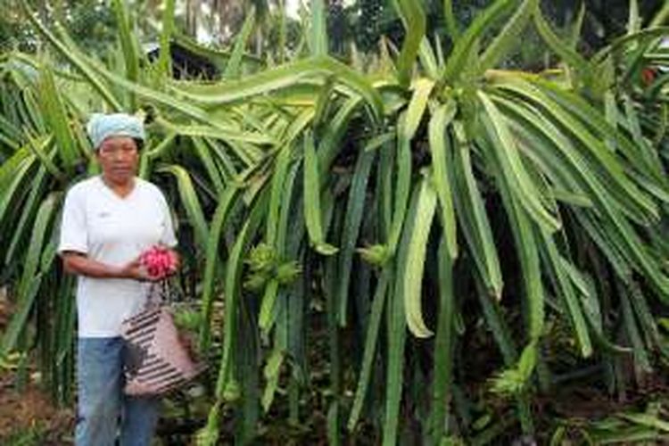 I Wayan Surup sedang memetik buah naga di kebun dekat rumahnya. Ia dan masyarakat Desa Banuroja Kecamatan Randangan Kabupaten Pohuawto, Gorontalo merupakan transmigran yang mendiami desa sejak tahun 1980-an. 