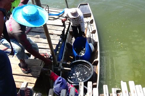 Ribuan Ikan Kerapu di Keramba Mati Mendadak di Lhokseumawe, Peternak Rugi Ratusan Juta