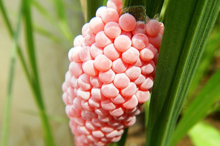 Ilustrasi telur keong mas.