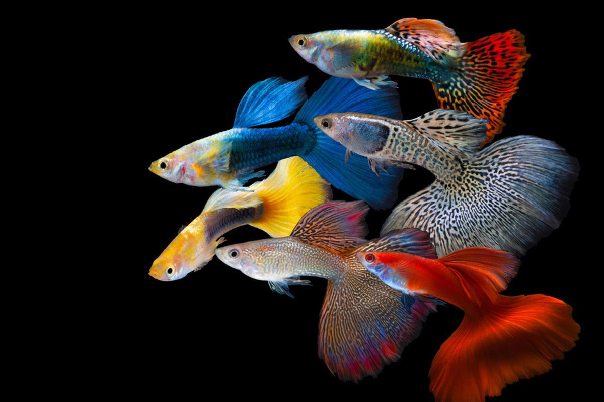 7 Ikan Guppy Termahal di Dunia, Harganya Capai Jutaan Rupiah Halaman all - Kompas.com
