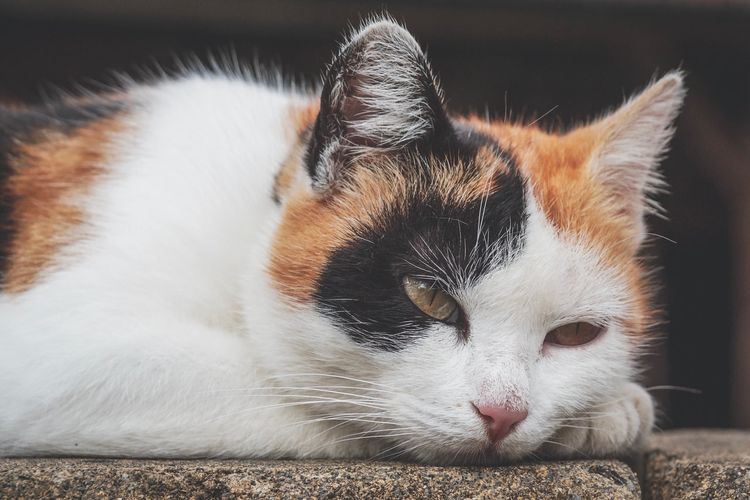 Sebelum membersihkan telinga kucing, singkirkan atau pisahkan bulu-bulu yang kusut di sekitar saluran telinganya