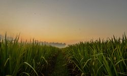 Begini Cara Kementan Tingkatkan Indeks Pertanaman Padi